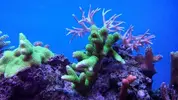 [TodoMarino.com] Mi primer marino 240L..