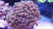 [TodoMarino.com] Mi primer marino 240L..