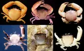 [TodoMarino.com] Desinfectar corales antes de meterlos en el acuario