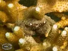 [TodoMarino.com] Desinfectar corales antes de meterlos en el acuario