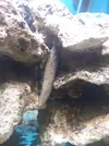 [TodoMarino.com] Iniciando un cubo de 60l