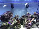 [TodoMarino.com] Evolución NuvoAquarium 60L