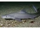 [TodoMarino.com] Nuevo en marino, y deseo un tiburón.