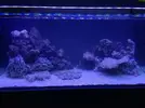 [TodoMarino.com] Relles Reef !  560L