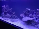 [TodoMarino.com] Relles Reef !  560L