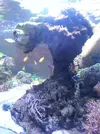 [TodoMarino.com] Mi  parte preferida de mi acuario