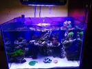 [TodoMarino.com] Relles Reef !  560L