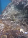 [TodoMarino.com] Iniciando un cubo de 60l