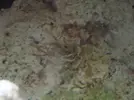 [TodoMarino.com] roca de calidad?