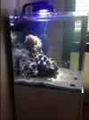 [TodoMarino.com] Musical Movement reef