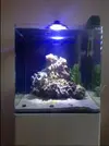 [TodoMarino.com] Musical Movement reef