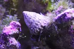 [TodoMarino.com] Signature 130l