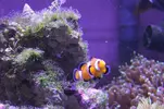 [TodoMarino.com] Signature 130l