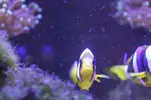 [TodoMarino.com] Signature 130l