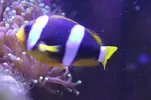 [TodoMarino.com] Signature 130l