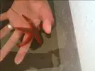 [TodoMarino.com] Mi acuario Marino en Zaragoza