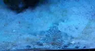 [TodoMarino.com] DrewsYeah! Reef..... 240+70L