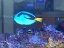 [TodoMarino.com] DrewsYeah! Reef..... 240+70L