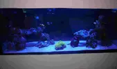 [TodoMarino.com] DrewsYeah! Reef..... 240+70L