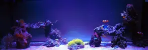 [TodoMarino.com] DrewsYeah! Reef..... 240+70L