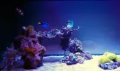 [TodoMarino.com] DrewsYeah! Reef..... 240+70L