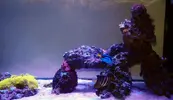 [TodoMarino.com] DrewsYeah! Reef..... 240+70L