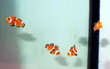 [TodoMarino.com] DrewsYeah! Reef..... 240+70L