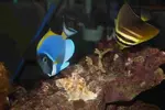 [TodoMarino.com] DrewsYeah! Reef..... 240+70L