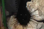 [TodoMarino.com] DrewsYeah! Reef..... 240+70L