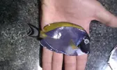 [TodoMarino.com] DrewsYeah! Reef..... 240+70L