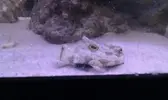 [TodoMarino.com] DrewsYeah! Reef..... 240+70L