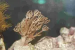 [TodoMarino.com] DrewsYeah! Reef..... 240+70L