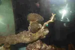 [TodoMarino.com] DrewsYeah! Reef..... 240+70L