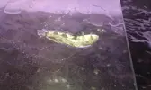 [TodoMarino.com] DrewsYeah! Reef..... 240+70L