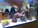 [TodoMarino.com] DrewsYeah! Reef..... 240+70L