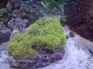 [TodoMarino.com] DrewsYeah! Reef..... 240+70L