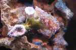 [TodoMarino.com] DrewsYeah! Reef..... 240+70L