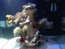 [TodoMarino.com] Blanco´s Reef