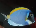 [TodoMarino.com] DrewsYeah! Reef..... 240+70L