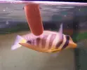 [TodoMarino.com] DrewsYeah! Reef..... 240+70L