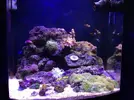 [TodoMarino.com] Nuevo en Marino y traslado de acuario completo AYUDA