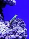 [TodoMarino.com] Reef Island 480L