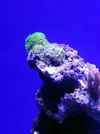 [TodoMarino.com] Reef Island 480L