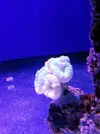 [TodoMarino.com] Reef Island 480L