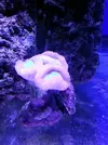 [TodoMarino.com] Reef Island 480L