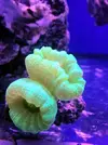 [TodoMarino.com] Reef Island 480L