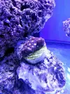 [TodoMarino.com] Reef Island 480L