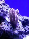 [TodoMarino.com] Reef Island 480L
