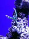 [TodoMarino.com] Reef Island 480L