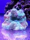 [TodoMarino.com] Reef Island 480L